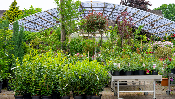 Pflanzenmarkt - Zeidler Garten- und Landschaftsbau