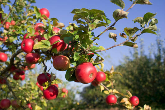 Obstgarten